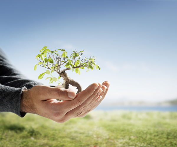 Come avviare un garden center