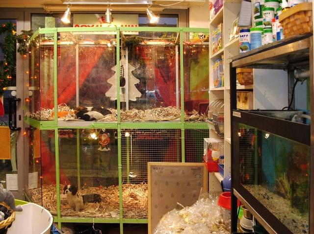 Come avviare un negozio di alimenti e servizi per animali domestici Come avviare un negozio di alimenti e servizi per animali domestici